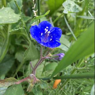 Blue Geranium Blossom in the Greenery