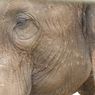Whispers of the Wild: An Elephant's Close-up
