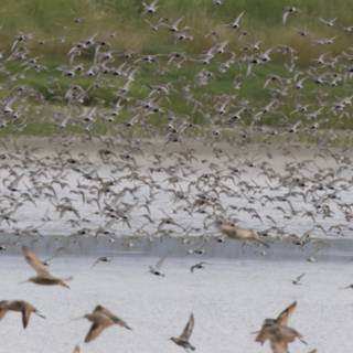 Dance of the Sandpipers