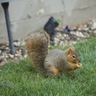Fox Squirrel Foraging on Suburban Lawn