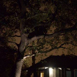 Illuminated Tree in the Night