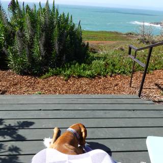 Canine Relaxation on the Wooden Deck