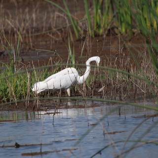 Great Egret Hunting in Wetland Marsh