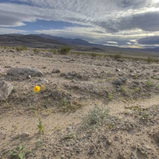 A Pop of Color in the Barren Landscape