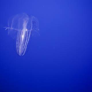 Mesmerizing Depths of Monterey: The Jellyfish Dance