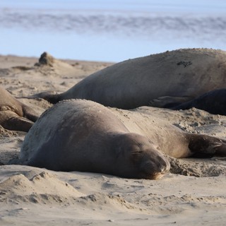 Elephant Seals Resting on Sandy Beach at Drakes
