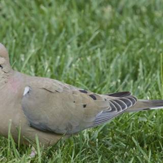 Graceful Ground Dweller