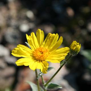 Sunny Blossom in a Rocky Landscape
