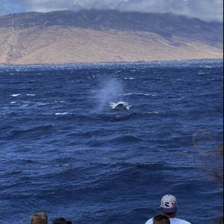 Whale Watching in Hawaiʻi