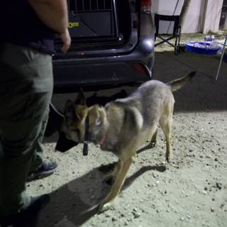 Nighttime Guard: A German Shepherd at Coachella 2024