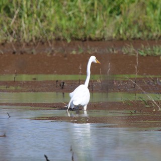 Great Egret Wading in Shallow Wetland Waters