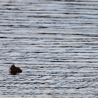 Elephant Seal Swimming at Dusk at Drakes Beach