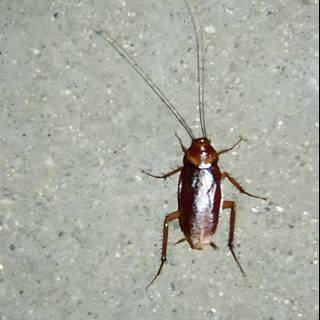 Long-legged Cockroach