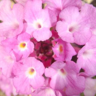 Blooming Pink Lantanas