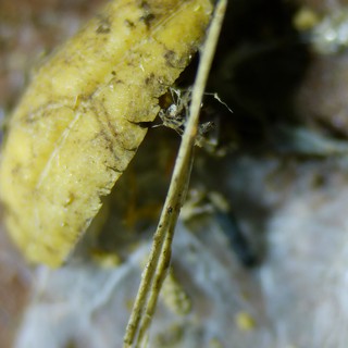 Tiny Insect Clinging to Yellow Organic Matter