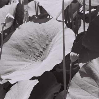 Lotus Leaves in Black and White