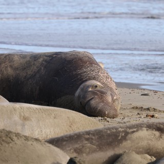 Northern Elephant Seals Resting on Drakes Beach