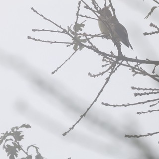 Bird Perched on Frosted Winter Branch at Dusk
