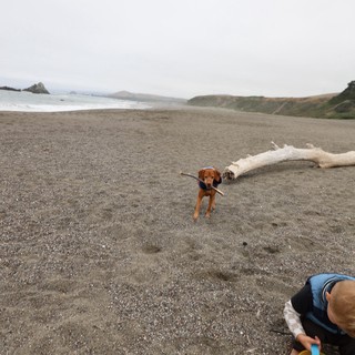 Vizsla Retrieves Stick on Foggy Northern California Beach