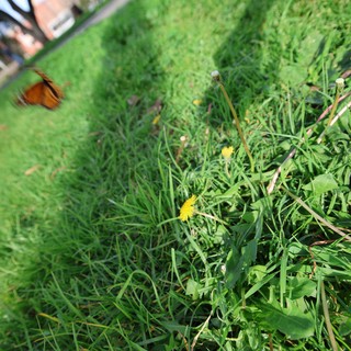 Butterfly in Flight Above Dandelion-Filled Meadow Path