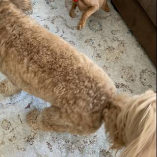 Poodle and Cocker Spaniel Playtime