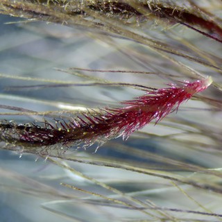 Crimson Bristles: Extreme Macro of Tiny Organism