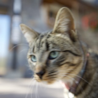 Tabby Cat with Striking Blue Eyes at Dinner Table