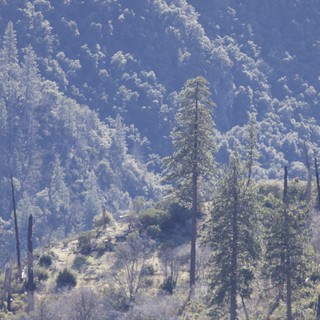 Forest Regeneration After Wildfire in Mountain Landscape