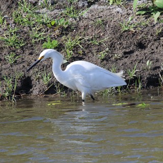 Snowy Egret Foraging in Shallow Wetland Waters