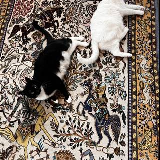 Feline Friends on a Moroccan Rug