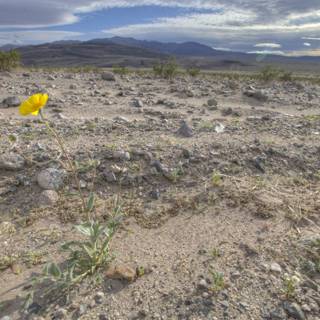 A Yellow Oasis in the Desert