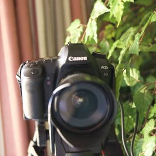 Capturing Nature's Beauty with Canon EOS 5D Mark II