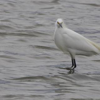 Graceful Presence