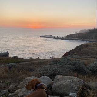 Dog watching the sunset over the Pacific Ocean