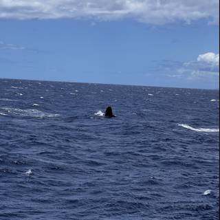 Majestic Humpback Whale in the North Pacific Ocean