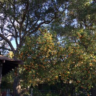 Bountiful Oranges on a Tree
