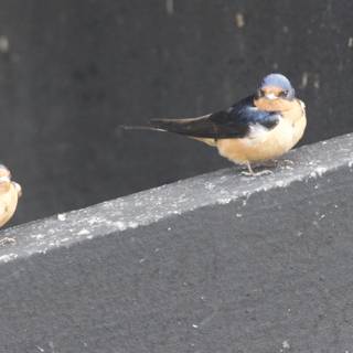 Feathered Companions
