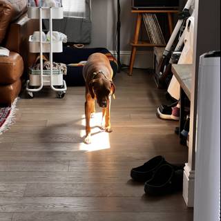 Sunbathing Beagle on Hardwood Floor