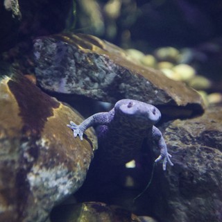 African Clawed Frog Resting on Aquarium Rocks