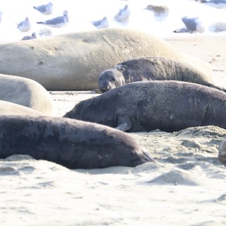 Elephant Seals Resting on Drakes Beach Shore