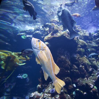 Golden Rockfish Swimming in Kelp Forest Aquarium Display