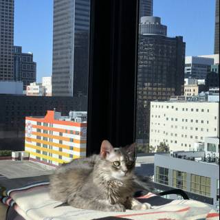 City Cat Lounging by the Window