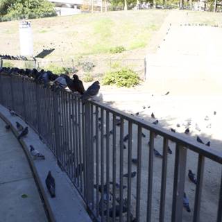 Birds Perched on the Handrail