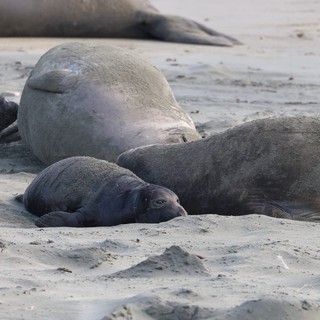 Elephant Seal Pups Resting on Sandy Beach