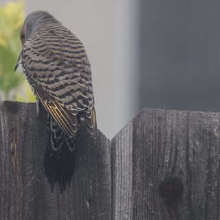 Barred Plumage Bird Perched on Weathered Fence