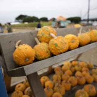 Autumn Harvest: A Pumpkin Parade