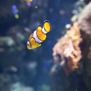 Colorful Clownfish Swimming in Aquarium