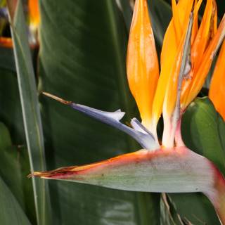 A Close-up of Bird of Paradise Flower