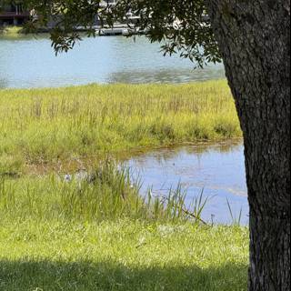 Tranquil Waters of Piper Park