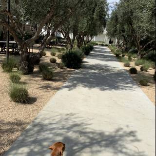 A Canine’s Walk in the Park